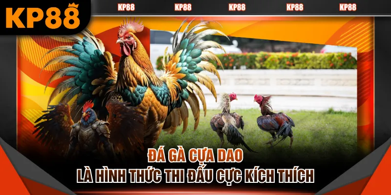 Đá gà cựa dao là hình thức thi đấu cực kích thích