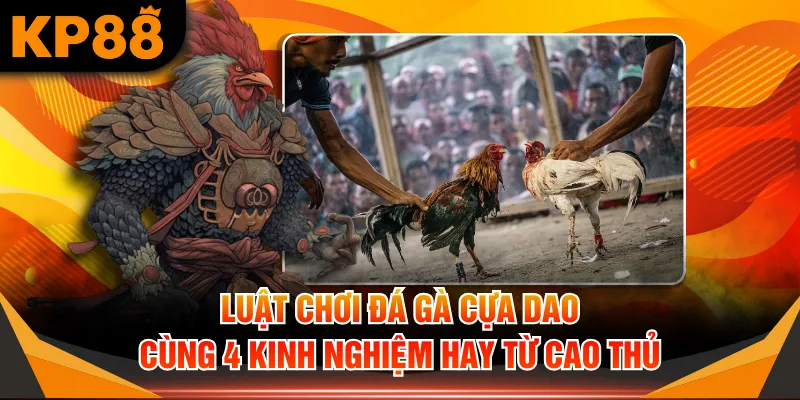 Đá gà cựa dao