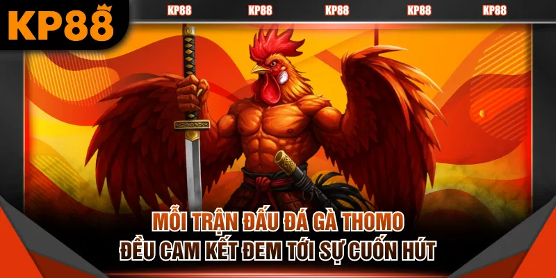 Mỗi trận đấu đá gà Thomo đều cam kết đem tới sự cuốn hút